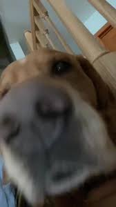 He wouldn’t stop sniffing the camera