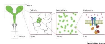 Check spelling or type a new query. Towards Building A Plant Cell Atlas Trends In Plant Science