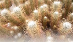 If you grow succulent plants, sooner or later you will have to discover, how to remove cactus thorns embedded in your fingers. Cactus Spines Sharper Than You Think Creation Com