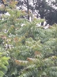 Image result for Vepris gerrardii