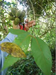 Image result for Uvaria