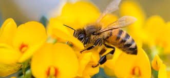 However, modern plant breeding has made life a little harder for bees than it once was. Attracting Butterflies Hummingbirds And Other Pollinators