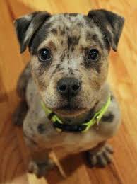 catahoula mix puppies for sale goldenacresdogs com