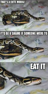 Ball Python Care Guide What Do You Feed A Ball Python Cute Reptiles Cute Animal Memes Pet Snake