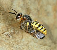 Image result for Philenoptera bussei