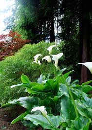 We did not find results for: 5 Summer Blooming Bulbs To Plant This Spring