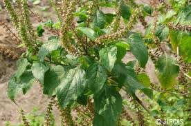 Image result for Ocimum lamiifolium