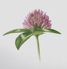 Red Clover Illustration Google Search Clover Flower Botanical Illustration Clover Tattoos
