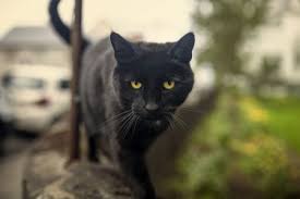How To Train Your Cat To Not Be Mean