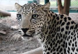 Abstract the critically endangered arabian leopard panthera pardus nimr faces severe reduction in population size and is on the brink of extinction. Saving The Arabian Leopard The World S Smallest Leopard