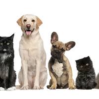 Vet care pet clinic's veterinary hospital offers complete care for your dog or cat. Animal Emergency Pet Care Clinic Of The High Country 1 Tip From 44 Visitors