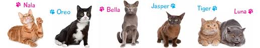 His ability is drop the beat. Cat Names Search Find The Perfect Name For Your Cat 1500 Names