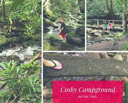 Cosby campground in great smoky mountains, tennessee | with plenty of shaded and secluded sites, cosby campground is the place to get your appalachian on. Travel Tennessee Great Smoky Mountains National Park Cosby Campground Way Beyond The Norm