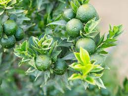 Your question will be posted publicly on the questions & answers page. Our Guide To Growing Citrus In Your Own Garden Sunset Magazine