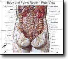 Check spelling or type a new query. Pn Anatomical Images Human Body Organs Human Body Science Human Organ Diagram