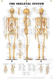 In this video i'm gonna give you an overview of the course. Pin On Doctors Anatomy Posters