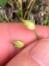 Image result for Abildgaardia ovata