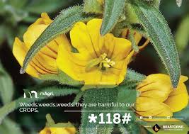 Image result for Alectra vogelii