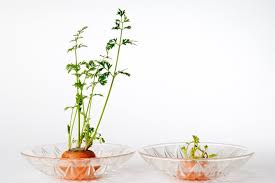 Carrots are biennial plants, grown as annuals. Grow Carrot Tops Growing Carrots From Carrot Tops
