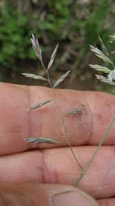 Image result for Eragrostis dinteri