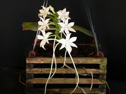 Image result for Aerangis alcicornis