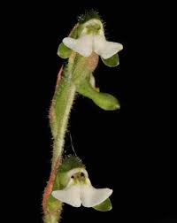 Image result for Zeuxine