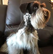 Lancaster puppies advertises puppies for sale in pa, as well as ohio, indiana, new york and other states. Stein Miniature Schnauzers Home Facebook