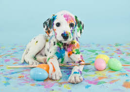 We did not find results for: Puppy Socialization The Critical First 3 Months Of Life Mission Ridge Animal Hospital