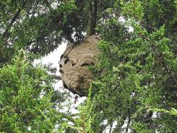 Hornets nest or hornet's nest may refer to: Asian Hornet Nest Discovered In Gloucestershire The Independent The Independent