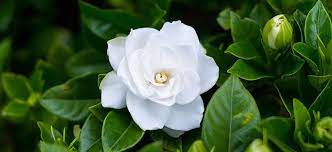 Gardenia Care In Spring Red Roses Garden Winter Garden Flower Fertilizer