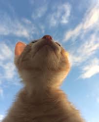 Pin By Putri R On Cat Cute Animals Baby Animals Kittens Cutest