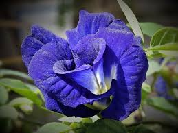 Check out our real blue flowers selection for the very best in unique or custom, handmade pieces from our artificial flowers shops. Butterfly Pea Flowers Butterfly Pea Flowers Buy Online