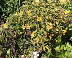 Image result for Mimulopsis