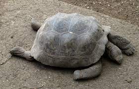 Galapagos Tortoise Facts Habitat Diet Life Span Pictures