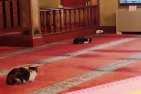 Diyanet Evde Kedi Kopek Beslemek Caiz Degildir Demis Peki Bu Halkin 11 Milyar Butcesi Olan Diyaneti Beslemesi Caiz Midir Kizlarsoruyor