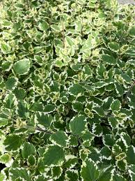 Image result for Plectranthus fruticosus