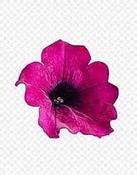 Petunia Flower Emoji Best Flower Wallpaper