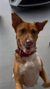 ❤️Barbara Is Looking for Her Forever Home❤️ Meet Barbara (or as we call  her, Barbie or Barbs). She's a gentle, 4-year-old sweetheart who's been  through so much and is still full of