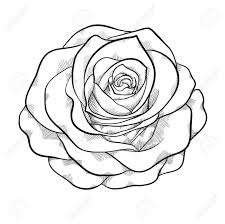 Black And White Beautiful Flower Rose Clip Art Beautiful Monochrome Black And White Rose Isolated On White Background Rose Drawing Simple Rose Drawing Rose Outline