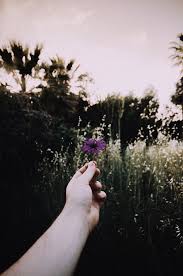 Wallpaper sinar matahari bunga bunga ungu merapatkan. 480x854px Download Gratis Italia Sardinia Nikon Wallpaper Ungu Matahari Terbenam Matahari Perjalanan Piqsels