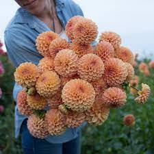 Dahlia Valley Tawny Dahlia Growing Dahlias Types Of Flowers
