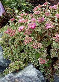 Maybe you would like to learn more about one of these? Sedum Spurium Tricolor Buy Online At Annie S Annuals