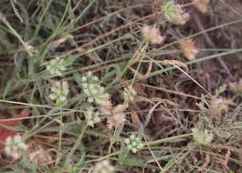 Image result for Dactyloctenium geminatum
