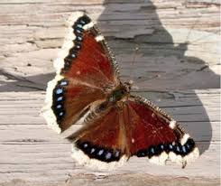 Wherever host plants are found. Mourning Cloak Bugwoodwiki