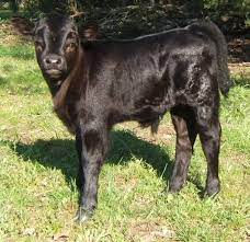 35 Dexter Cattle Ideas Dexter Cattle Cattle Dexter