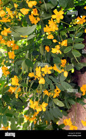 Image result for Senna floribunda