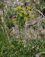 Image result for Physotrichia heracleoides