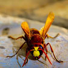 Looking for a good deal on yellow hornet? Hornet Wikipedia