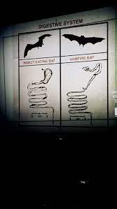 Digestive System Of Insect Eating Bat Vs Vampire Bat Animal Science Nocturnal Animals Vampire Bat