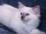 Azureys Cats - Balinese Color Point Galleries